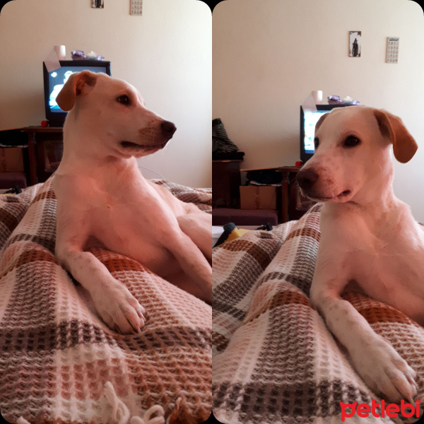 Labrador Retriever, Köpek  Sheriff fotoğrafı