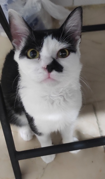 Tekir Kedi, Kedi  KALP fotoğrafı