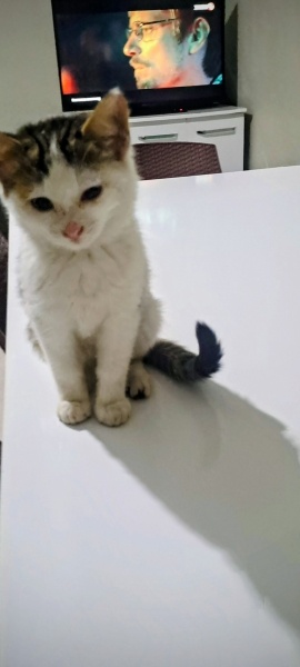 Tekir Kedi, Kedi  Fırat fotoğrafı