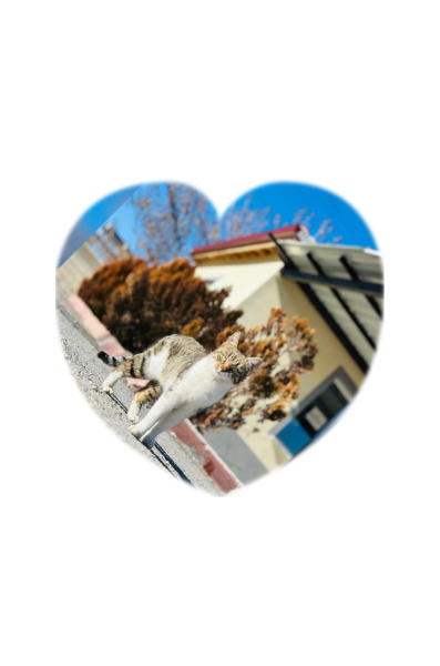 Tekir Kedi, Kedi  Fırat fotoğrafı