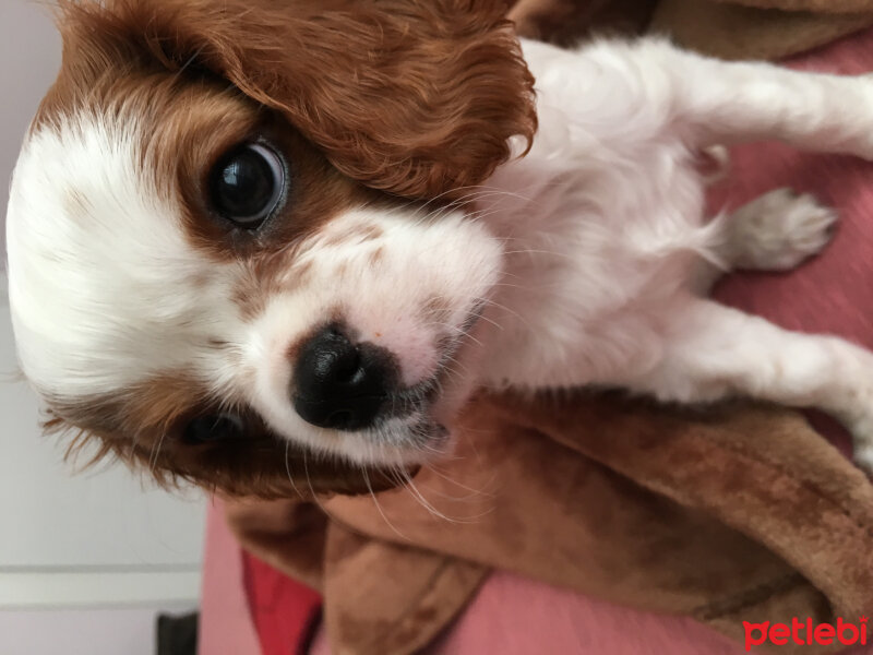 King Charles Spaniel, Köpek  Henry fotoğrafı