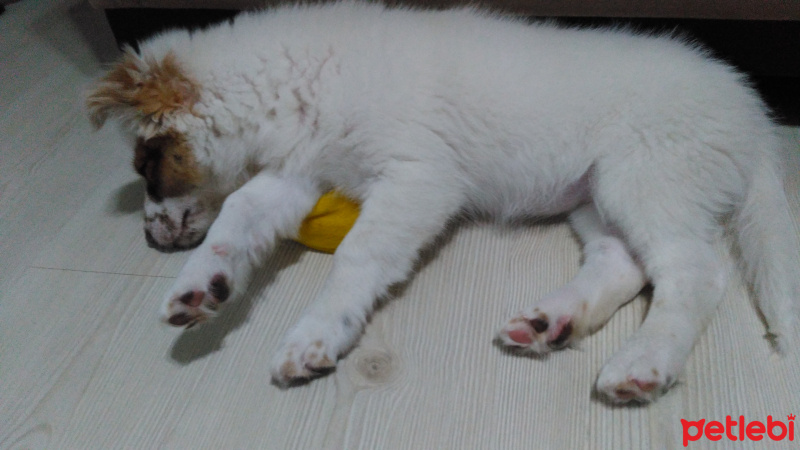Alman Kısa Tüylü Pointer, Köpek  Pamuk  fotoğrafı