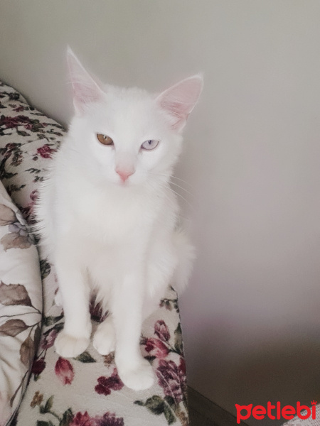 Van Kedisi, Kedi  Miya fotoğrafı