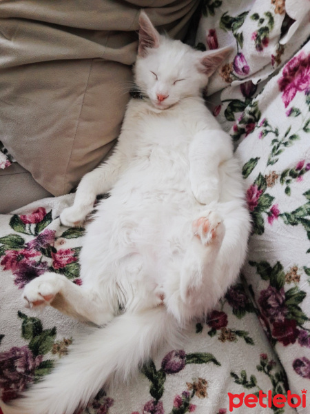 Van Kedisi, Kedi  Miya fotoğrafı
