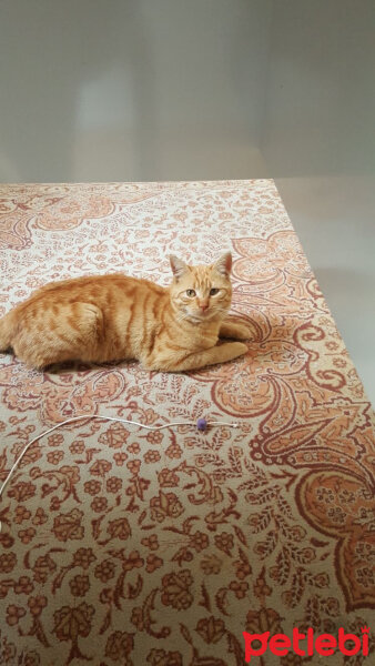 Ocicat, Kedi  Tarçın fotoğrafı