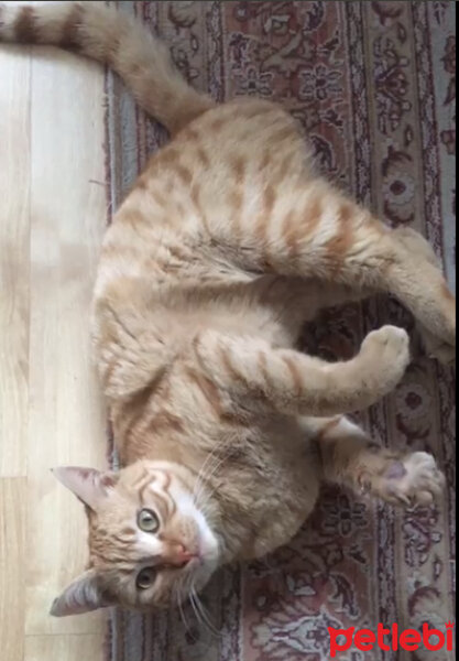 Ocicat, Kedi  Tarçın fotoğrafı