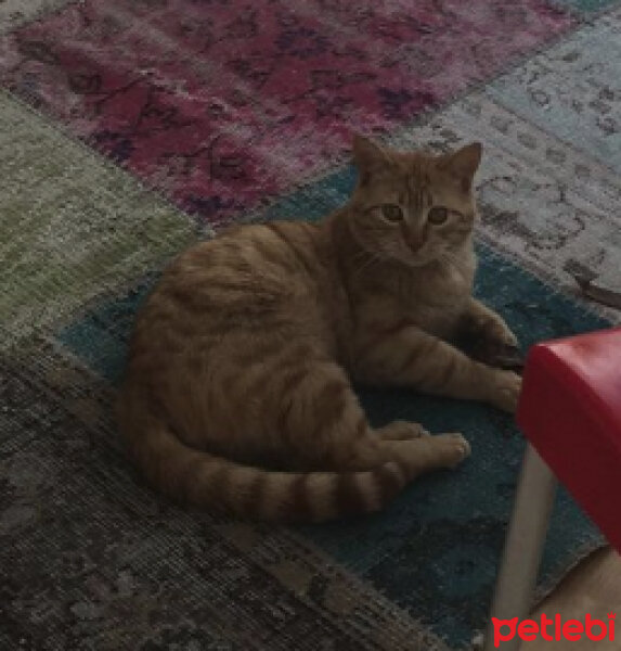 Ocicat, Kedi  Tarçın fotoğrafı