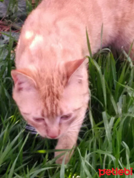 Ocicat, Kedi  Tarçın fotoğrafı