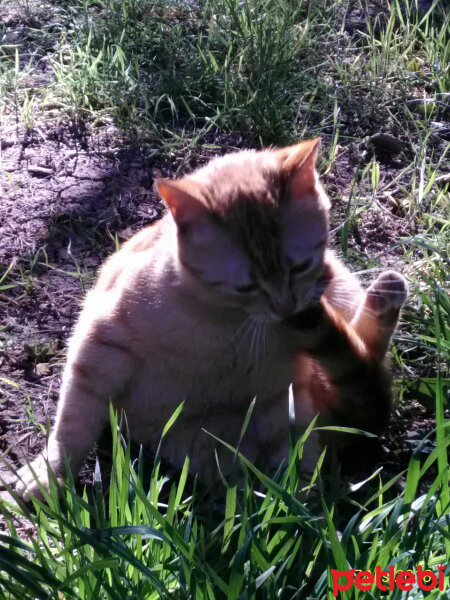 Ocicat, Kedi  Tarçın fotoğrafı