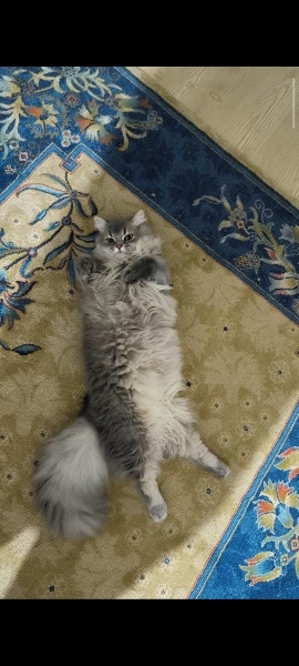 British Longhair, Kedi  Puffy fotoğrafı