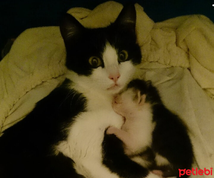 Tuxedo (Smokin) Kedi, Kedi  karabenek fotoğrafı