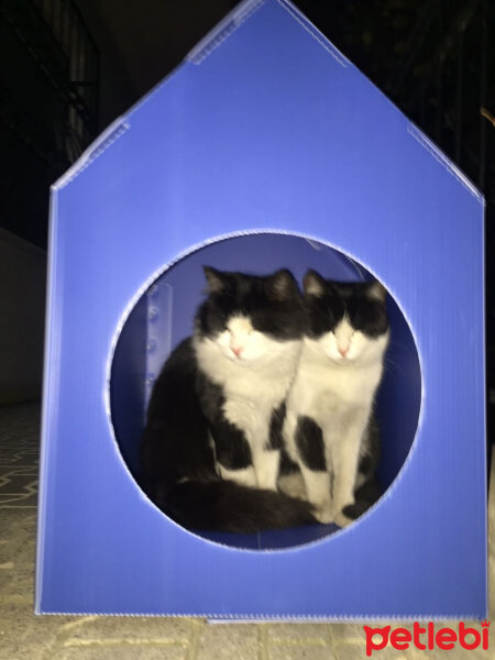 Tuxedo (Smokin) Kedi, Kedi  karabenek fotoğrafı