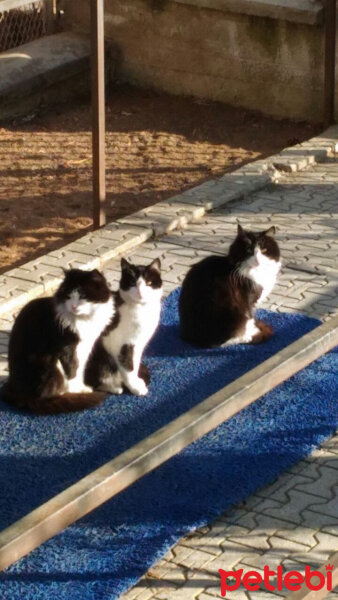 Tuxedo (Smokin) Kedi, Kedi  karabenek fotoğrafı