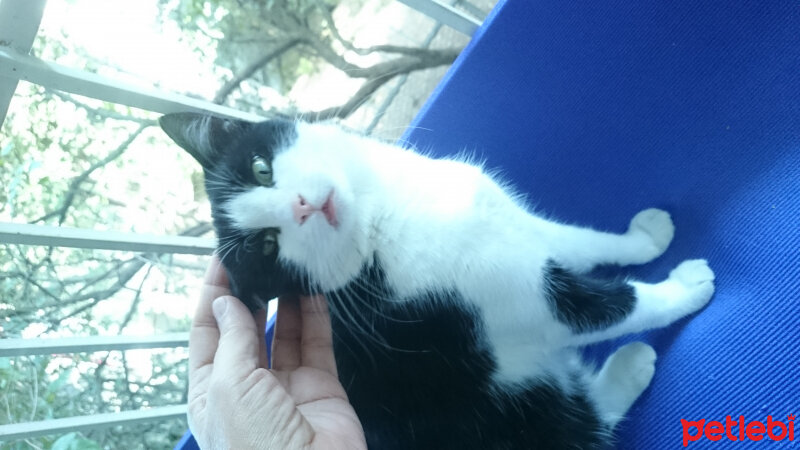 Tuxedo (Smokin) Kedi, Kedi  karabenek fotoğrafı