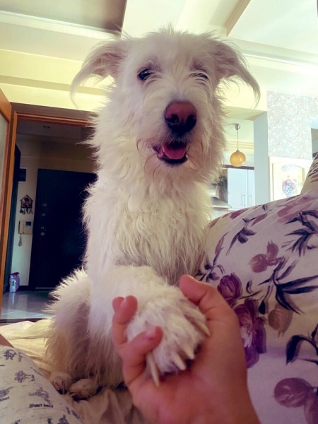 Sokö (Sokak Köpeği), Köpek  Pupy fotoğrafı