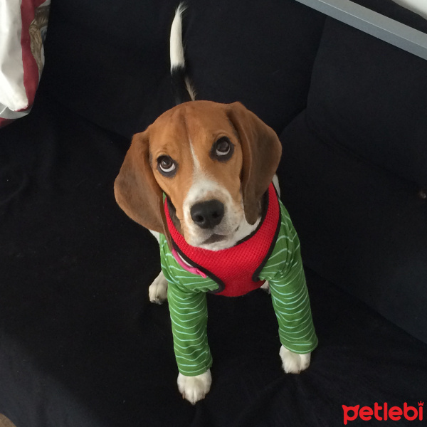 Beagle, Köpek  çakıl fotoğrafı