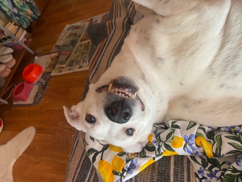 Sokö (Sokak Köpeği), Köpek  Maya fotoğrafı