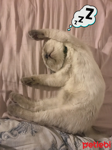 Scottish Fold, Kedi  Luli fotoğrafı