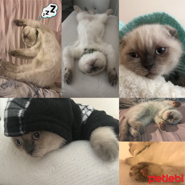 Scottish Fold, Kedi  Luli fotoğrafı