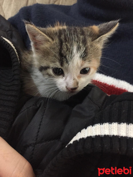 Tekir Kedi, Kedi  Mıysuu fotoğrafı