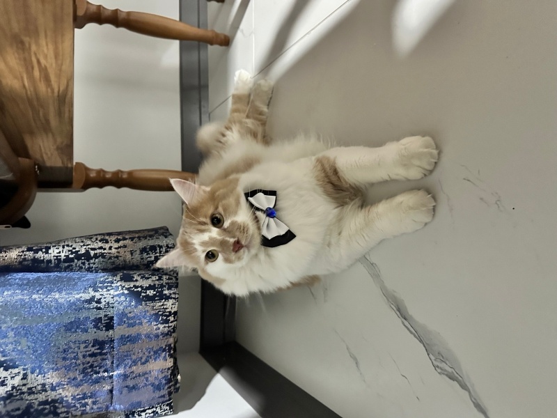 Maine Coon, Kedi  Toffy fotoğrafı