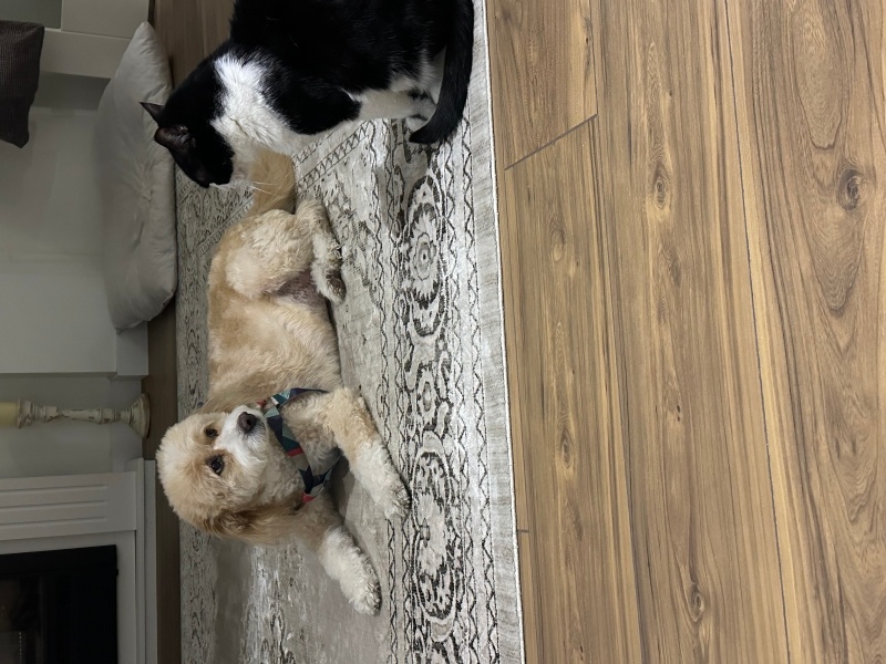 Poodle(Standart Kaniş), Köpek  Cookie fotoğrafı