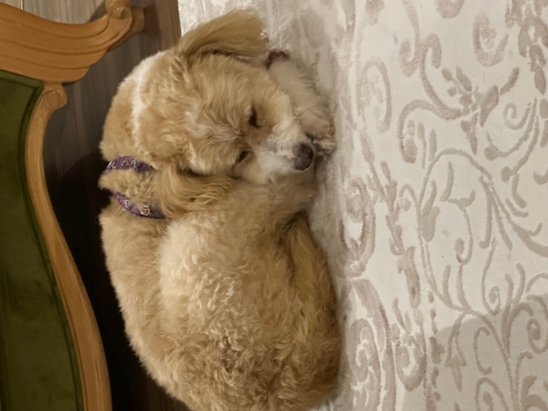 Poodle(Standart Kaniş), Köpek  Cookie fotoğrafı