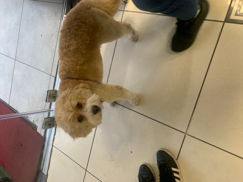 Poodle(Standart Kaniş), Köpek  Cookie fotoğrafı