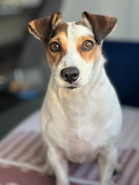 Jack Russell Terrier, Köpek  Paris fotoğrafı
