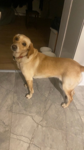 Sokö (Sokak Köpeği), Köpek  Şayni fotoğrafı