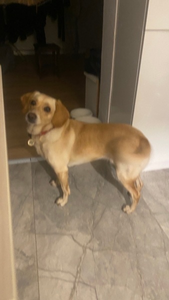 Sokö (Sokak Köpeği), Köpek  Şayni fotoğrafı