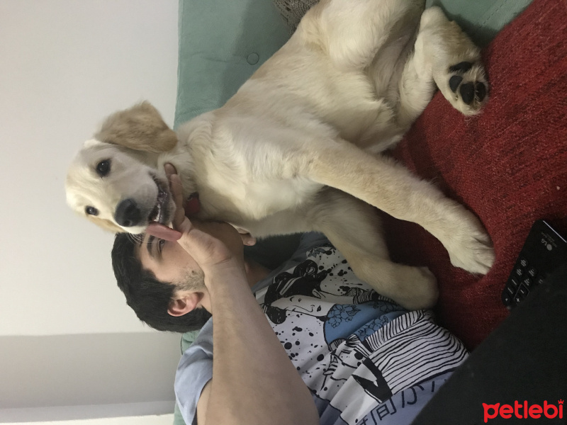 Golden Retriever, Köpek  Chelsea fotoğrafı
