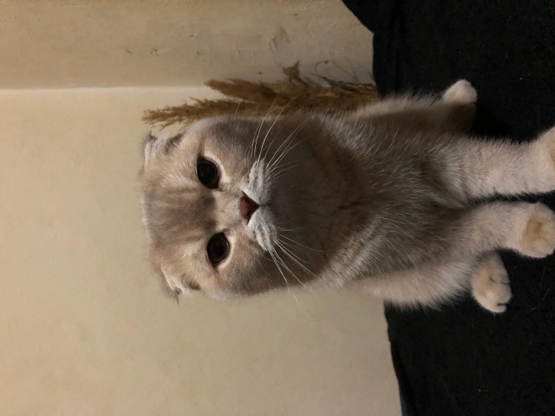 Scottish Fold, Kedi  Tarçın fotoğrafı