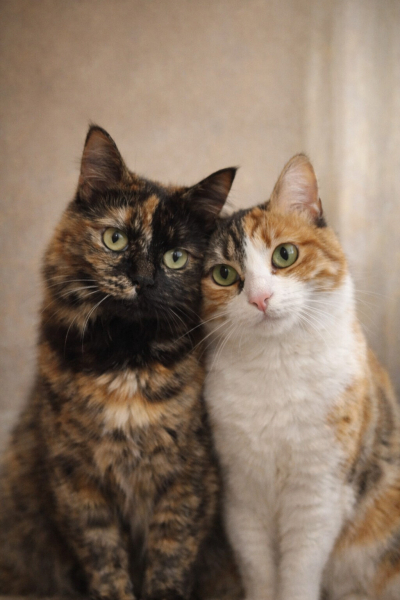 Tekir Kedi, Kedi  Tüylü fotoğrafı