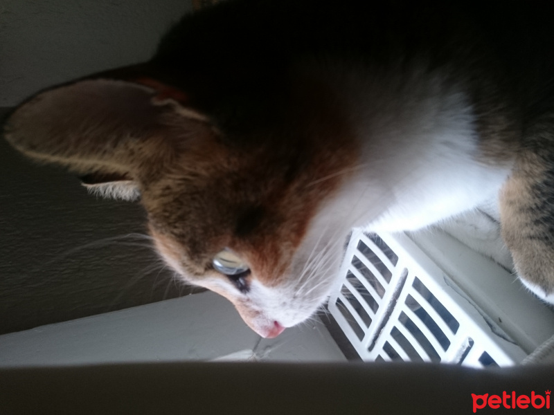 Tekir Kedi, Kedi  Şila  fotoğrafı