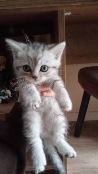 British Shorthair, Kedi  Leo fotoğrafı