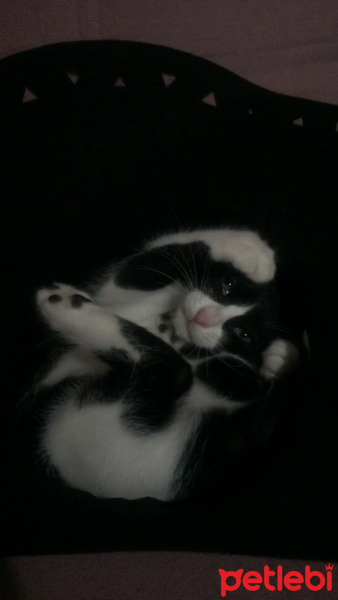 Tuxedo (Smokin) Kedi, Kedi  Mia fotoğrafı