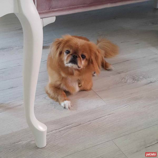 Tibetli Spaniel, Köpek  Laika fotoğrafı