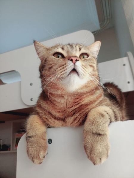 British Shorthair, Kedi  Müezza fotoğrafı