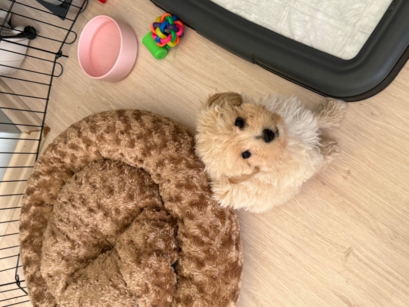 Maltese, Köpek  Lucy fotoğrafı