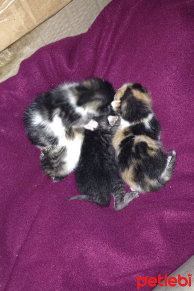 Tekir Kedi, Kedi  - fotoğrafı