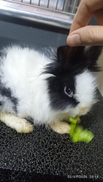 Tavşan, Kemirgen  Ponçik fotoğrafı