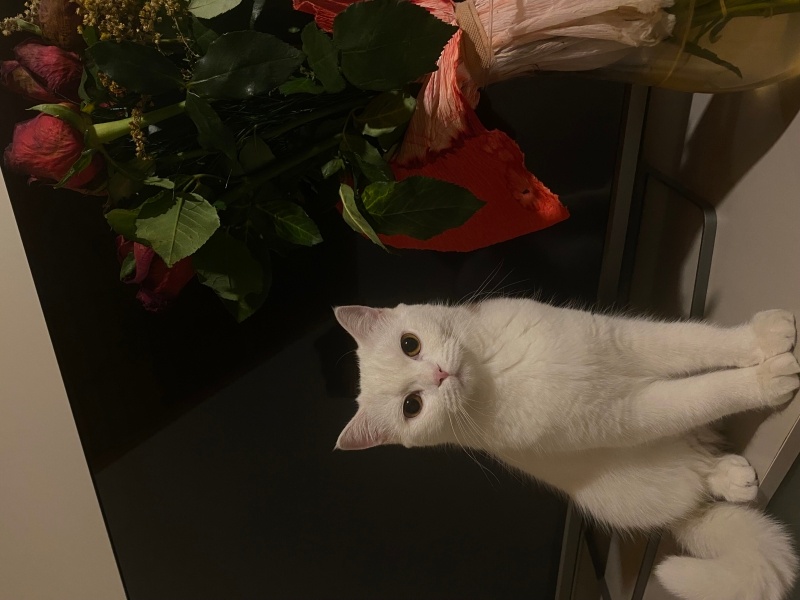 Chinchilla, Kedi  Casper fotoğrafı