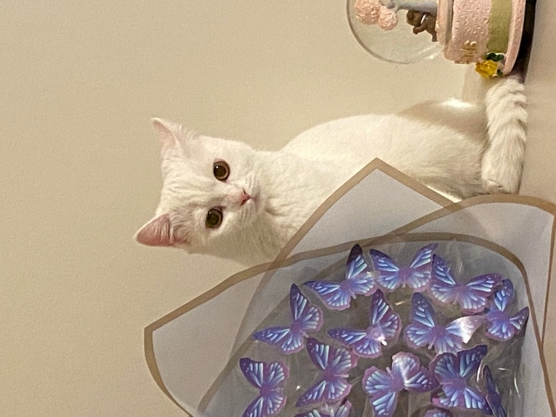 Chinchilla, Kedi  Casper fotoğrafı