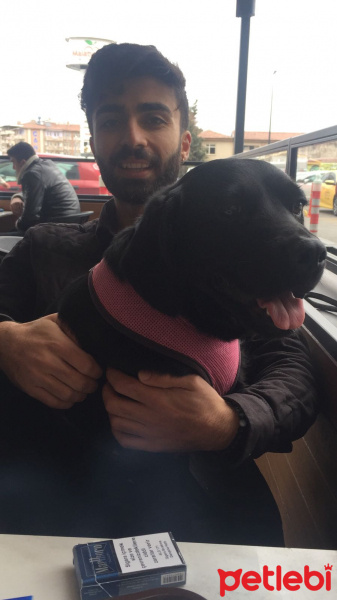 Labrador Retriever, Köpek  Almila fotoğrafı