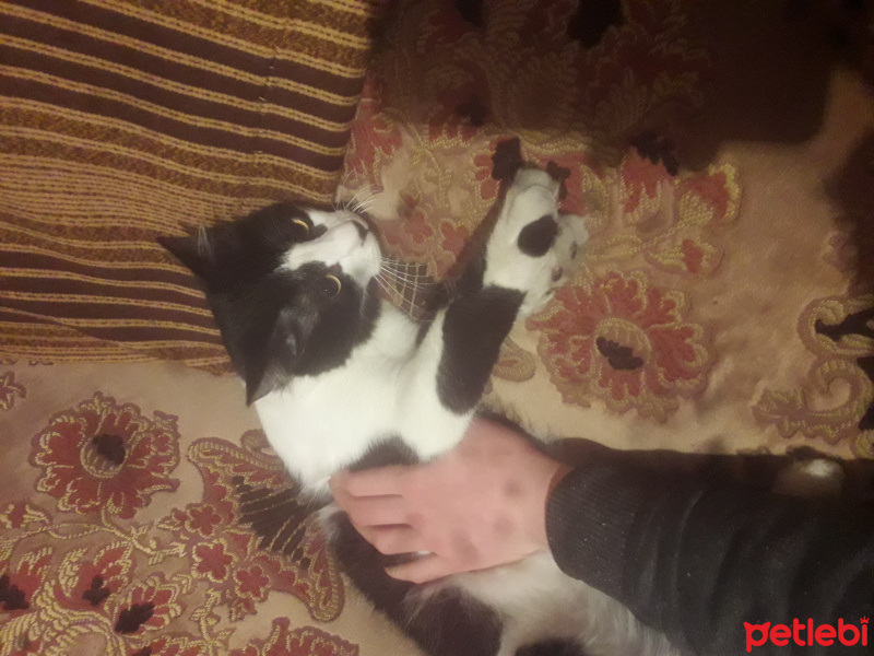 American Wirehair, Kedi  Porsuk fotoğrafı