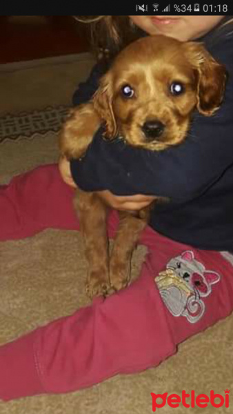 Amerikan Cocker Spaniel, Köpek  Tarçın  fotoğrafı