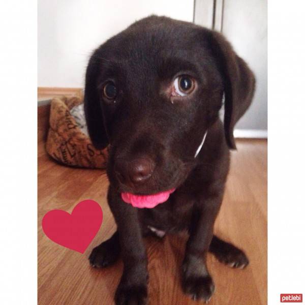 Labrador Retriever, Köpek  Milka fotoğrafı