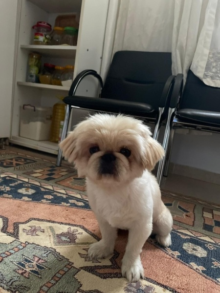 Pekingese, Köpek  Pablo fotoğrafı