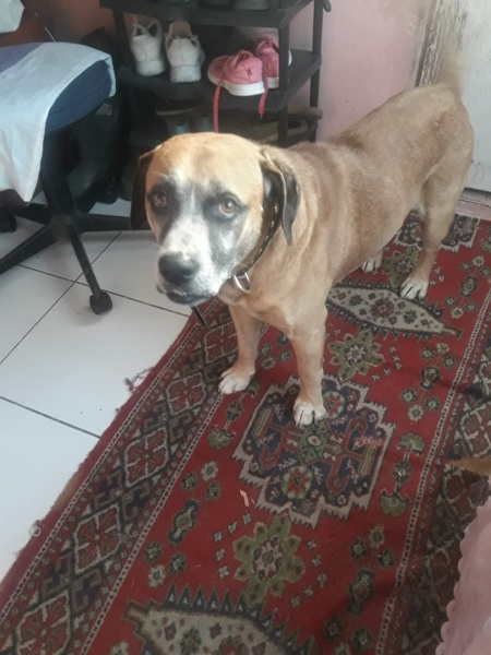 Amerikan Staffordshire Terrier, Köpek  Dexter fotoğrafı